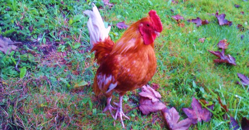 Harold the Rooster